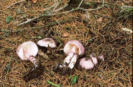 Zweifarbiger Egerlingsschirmpilz  (Leucoagaricus ionidicolor) - © Helmut Pidlich-Aigner